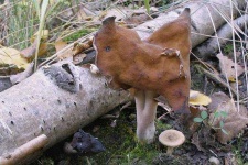 image of gyromitra