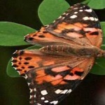 image of animal