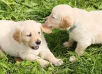 image of people_play_with_dog