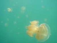image of jellyfish