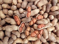 image of peanut #31