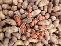 image of peanut
