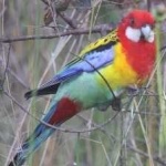 image of bird