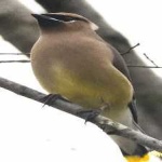 image of bird