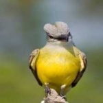 image of bird