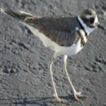 image of bird