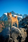 image of animal