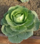 image of damage_to_cabbage_leaves