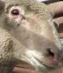 image of animal