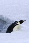 image of penguin