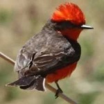 image of bird