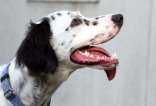 image of english_setter