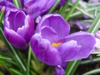 image of flower