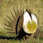 image of bird