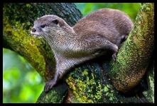 image of otter
