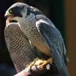 image of bird