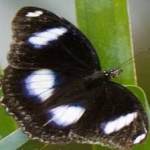 image of animal