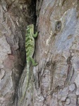 image of agama