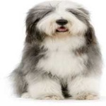 image of bearded_collie #10