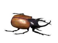 image of beetle #5