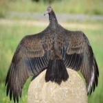 image of bird