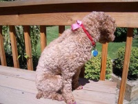image of miniature_poodle