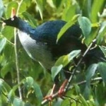 image of bird