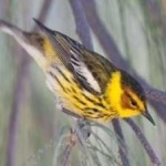 image of bird
