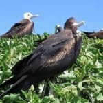 image of bird