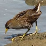 image of bird