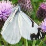 image of animal