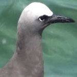 image of bird