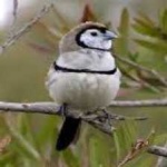 image of bird