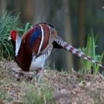 image of bird