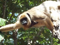 image of howler_monkey