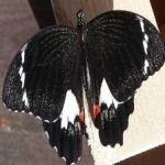image of animal