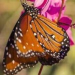 image of animal