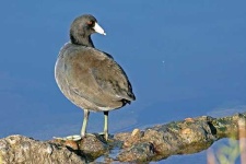 image of american_coot