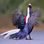 image of bird