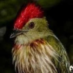 image of bird