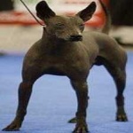 image of animal