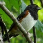 image of bird