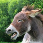 image of donkey #28