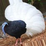 image of bird