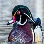 image of wood_duck #25