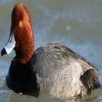 image of bird