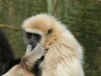 image of gibbon