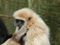 image of gibbon #7