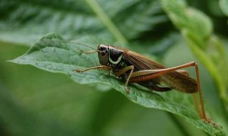 image of cricket