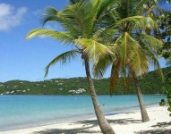 image of palm_tree
